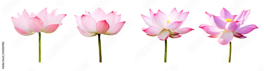Lotus flower collections isolated on white background. File contains with clipping path so easy to work.