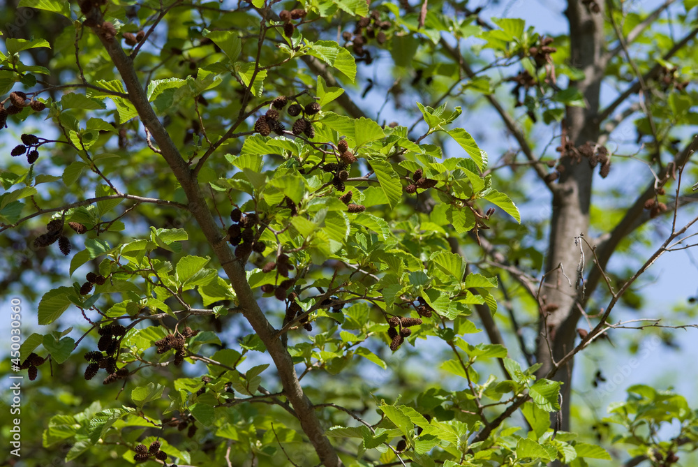 siberian alder tree