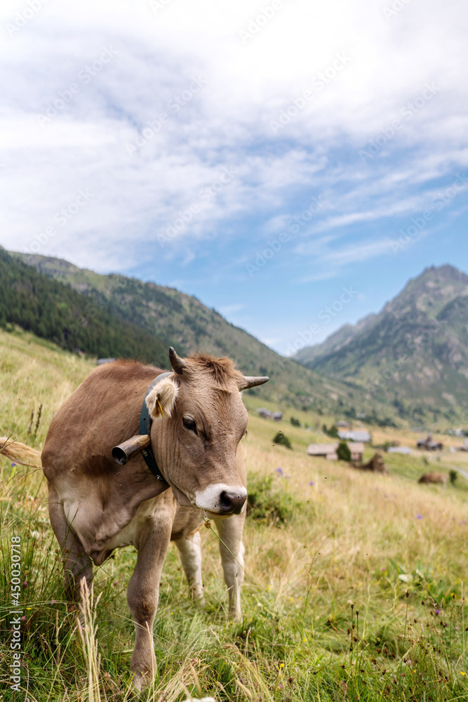 Cows enjoying outdoors in Andorra’s mountains