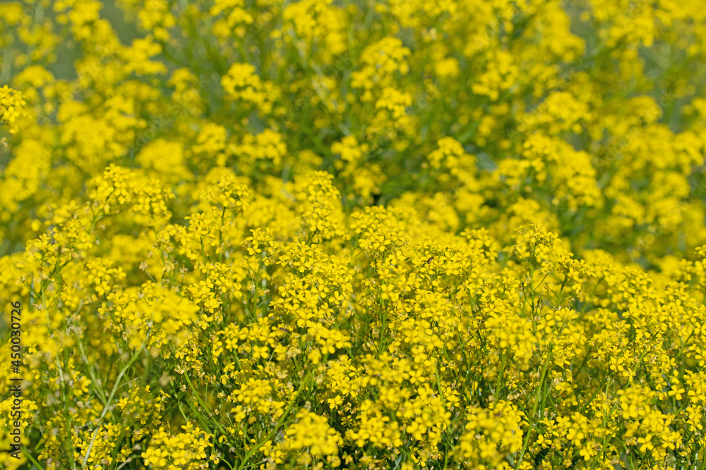 Blühendes Orientalisches Zackenschötchen, Bunias orientalis Blühendes Orientalisches Zackenschötchen, Bunias orientalis