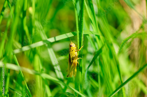 Chorthippus montanus, water meadow grasshopper in the austrian region waldviertel photo