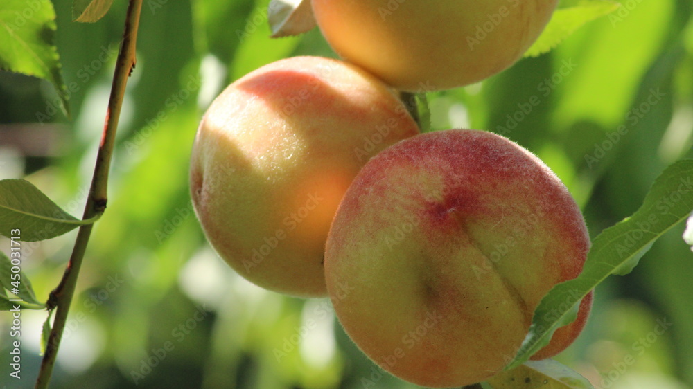 Delicious peach fruits are hanging on a branch of a peach tree. Delicious peach fruits are hanging on a branch of a peach tree.