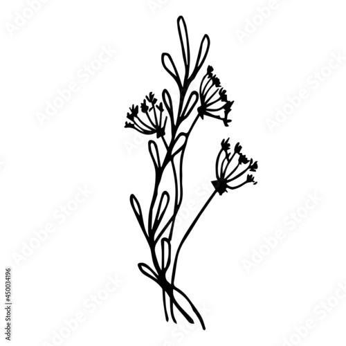 Sketch of dill blooming on a white background