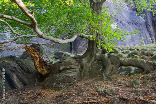 ancient graceful beech tree grows on the sandstone in the beautiful mountains