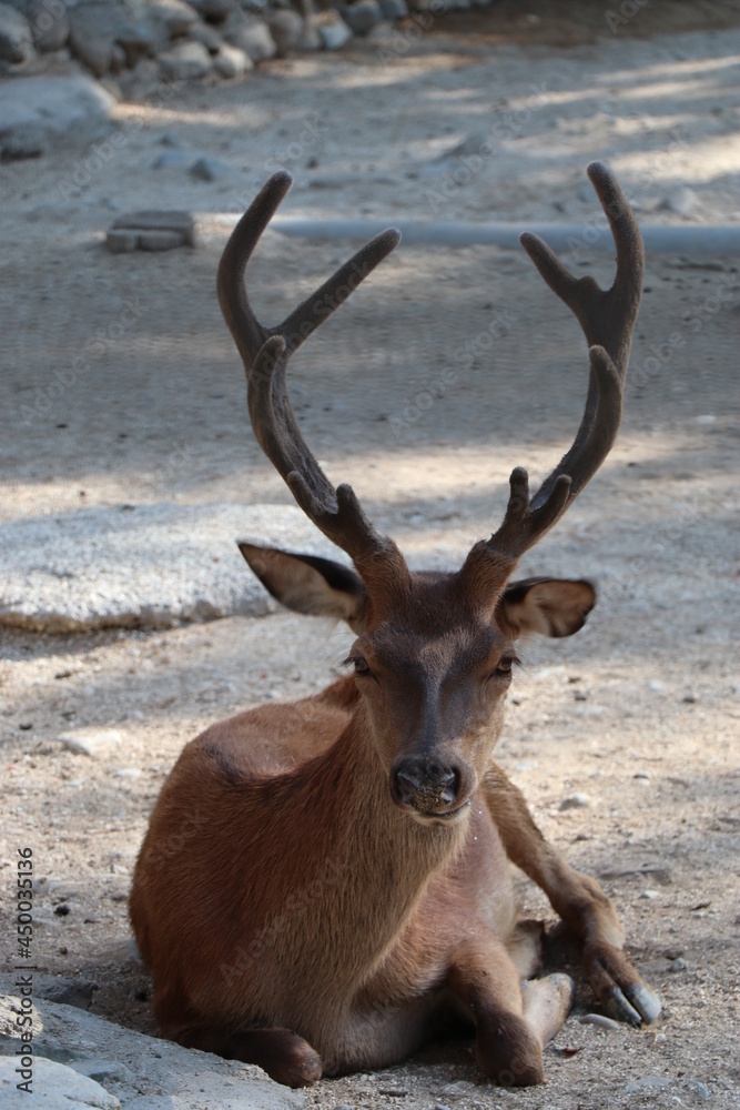a Red deer sitting on the ground. this deer has large antlers. a Red deer sitting on the ground. this deer has large antlers.