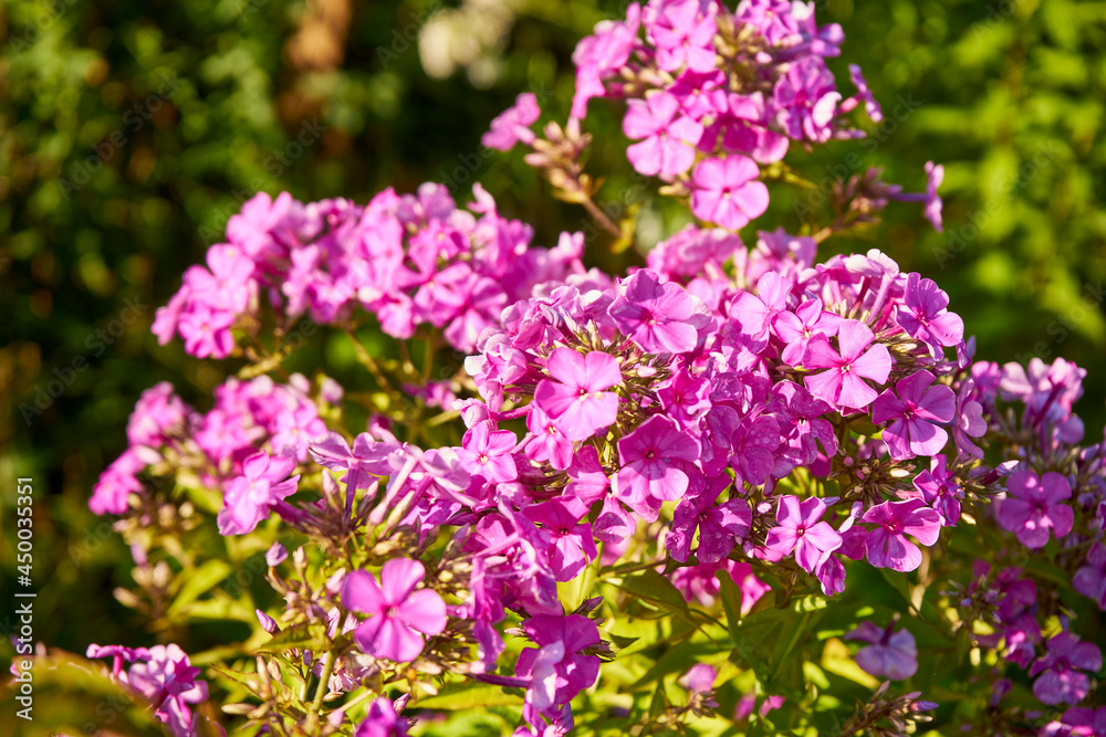 phloxes, phlox, flowers