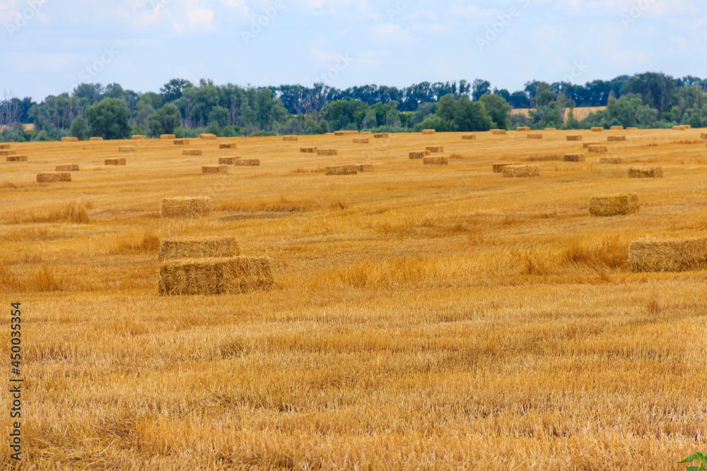 Obraz premium Rectangular straw bales on a field after the grain harvest