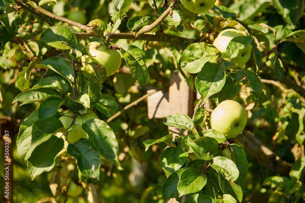 Obraz premium apple tree, Malus Mill, fruit tree