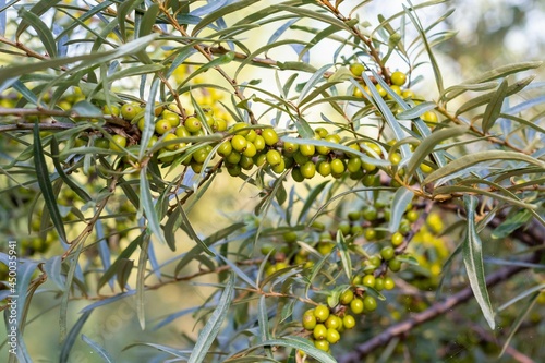 Ripening season of sea buckthorn - a branch of a sea buckthorn bush densely showered with green berries