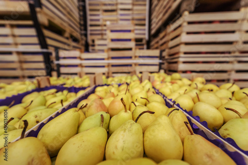 Fototapeta Naklejka Na Ścianę i Meble -  Pears in crates ready for shipping. Cold storage interior.