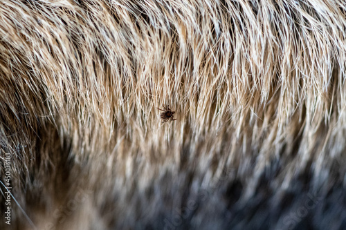 a dangerous ixodes ricinus, common wood tick, on the fur from a chamois, rupicapra rupicapra, in summer photo