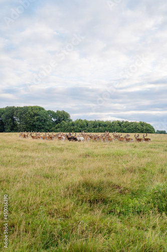 Deer colony in Dyrehaven park