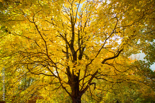 Tree With Leaves Of Maple In Sunny Autumn Park. photo