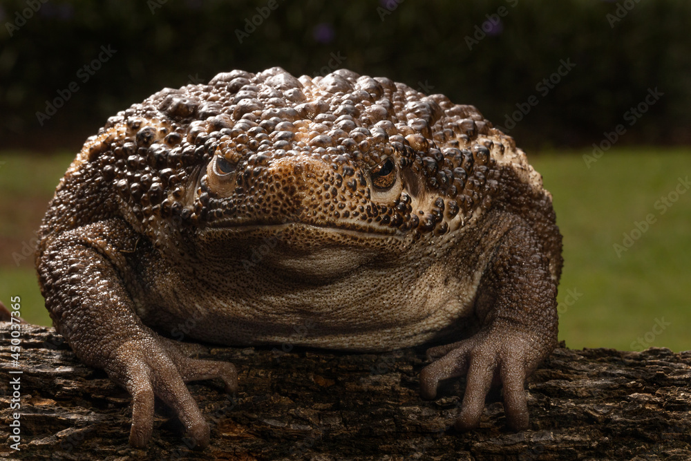 Obraz premium Big Brown Ugly Bull frog ready to catch cricket as his meal