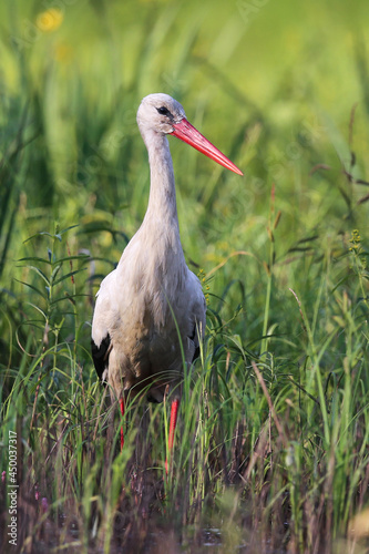 White stork standing in the meadow