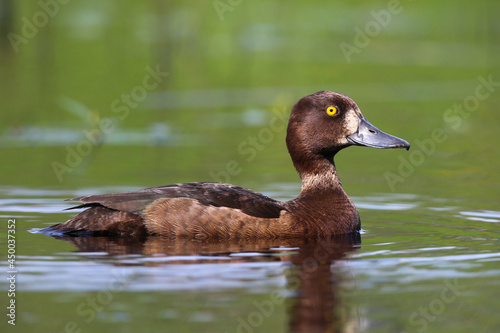 The tufted duck swimming on the pond