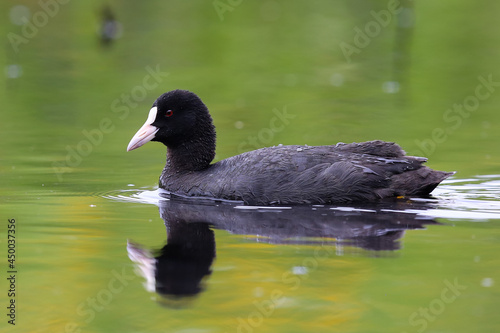 Eurasian coot swimming on the pond 
