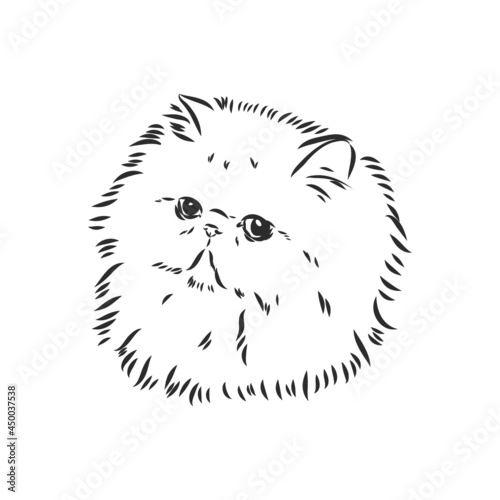 Hand drawing Persian cat persian cat vector sketch © Elala 9161