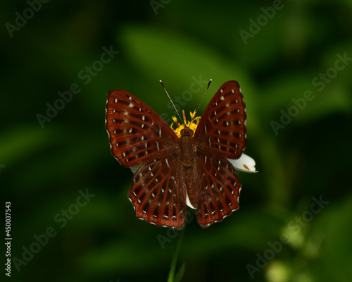 Zemeros flegyas it is a small butterfly found in Southeast Asia. photo