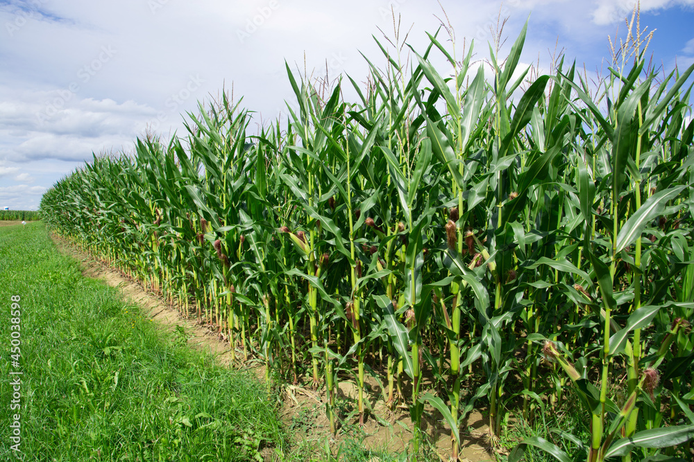 young Stalks of big cornfield against blue sky vertical in the august sun young Stalks of big cornfield against blue sky vertical in the august sun