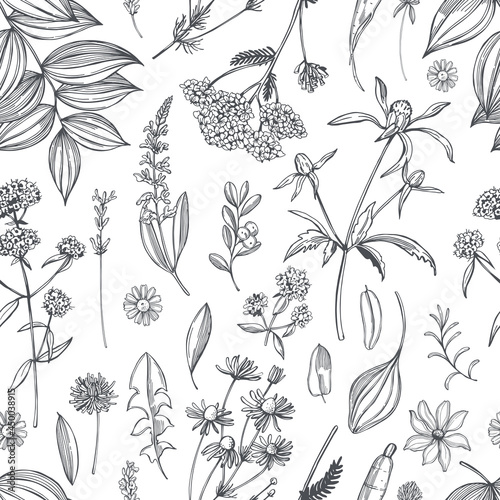 Medicinal herbs. Vector  pattern