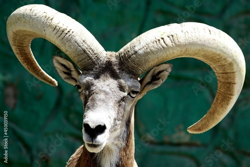 portrait of a urial. The urial, also known as the arkars or shapo, is a wild sheep native to Central and South Asia. photo