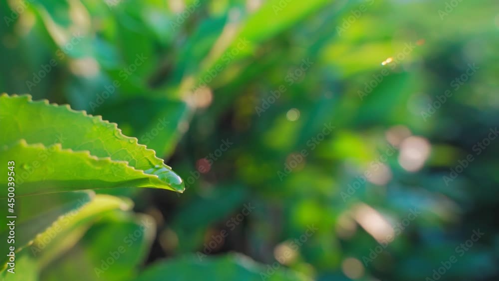 slow motion drop of water flows down green tea leaf. On tea plantation and Leaf With Drops Close-Up Sequence slow motion drop of water flows down green tea leaf. On tea plantation and Leaf With Drops Close-Up Sequence