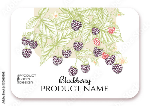Blackberry. Ripe berries on branch. Template for product label, cosmetic packaging. Easy to edit. Graphic drawing, engraving style. Vector illustration..