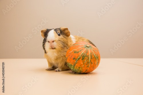 Halloween pumpkin with cute and funny guinea pig
