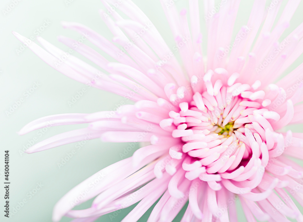 A macro shot of a beautiful soft pink A macro shot of a beautiful soft pink