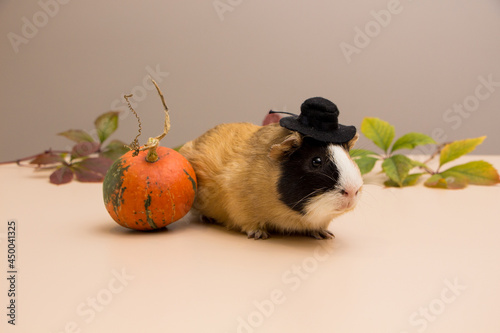 Halloween pumpkin with cute and funny guinea pig
