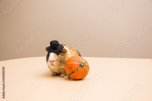 Halloween pumpkin with cute and funny guinea pig
