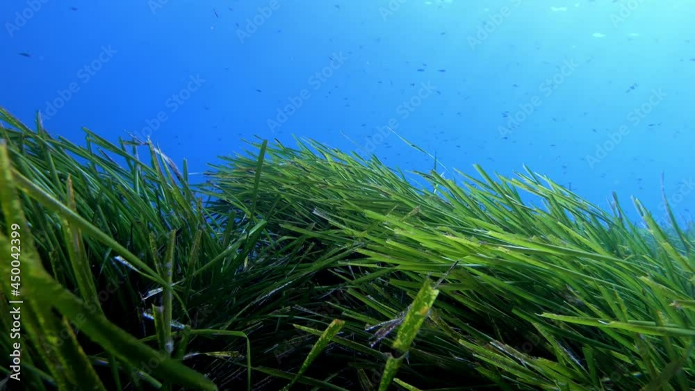 Scuba diving over a Posidonia seaweed field Scuba diving over a Posidonia seaweed field