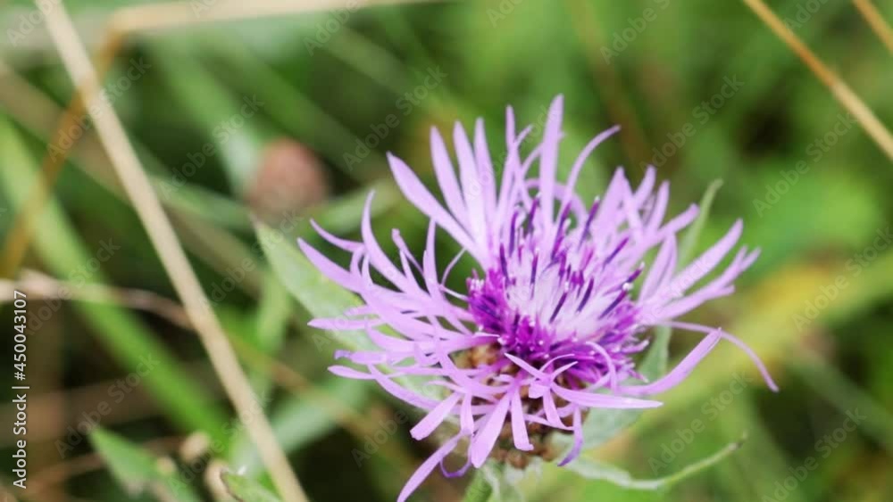 Spotted cornflower, or panicle cornflower, is a variety of Centaurea Spotted cornflower, or panicle cornflower, is a variety of Centaurea