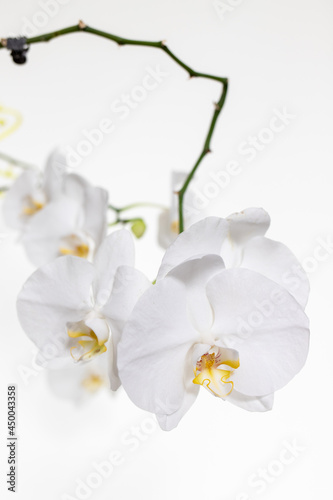 Orchids on a white background. White and purple © Andrei_Chuzhinov