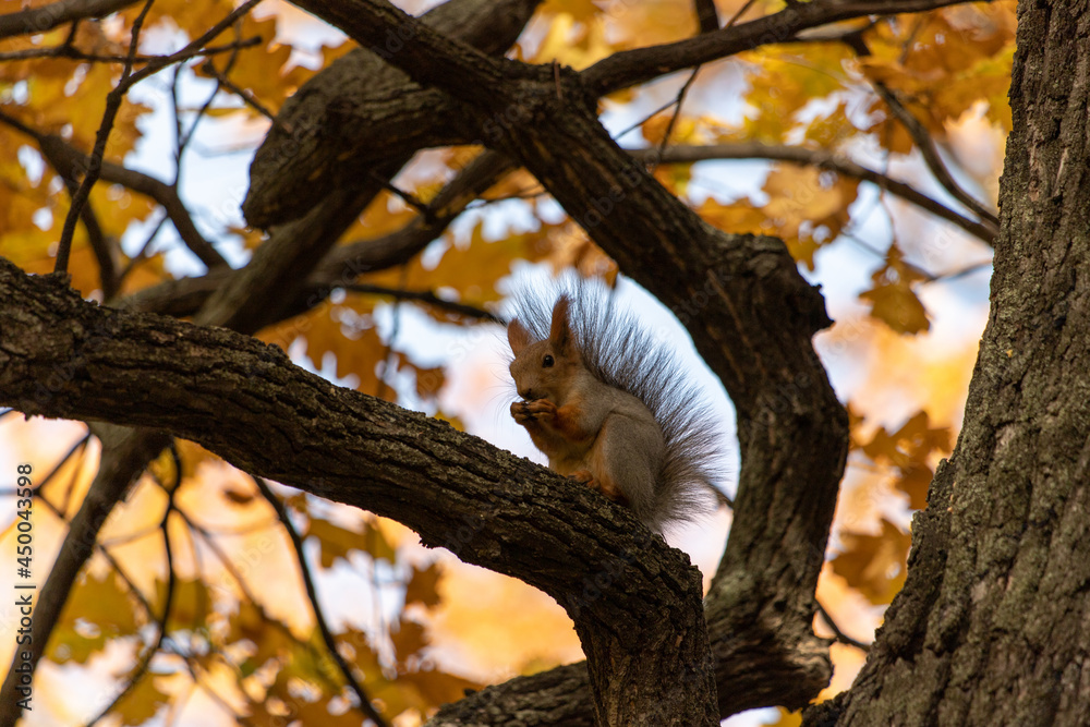 Squirrel on an oak branch gnaws nuts Squirrel on an oak branch gnaws nuts