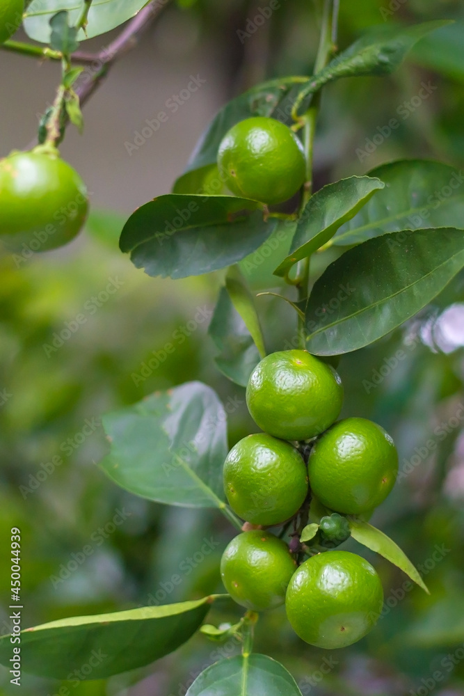 Close-up of green limes hanging from the branches and leaves on the lime tree.Blurred background Close-up of green limes hanging from the branches and leaves on the lime tree.Blurred background