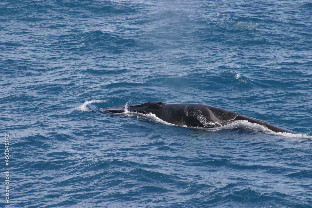 Whale Whale