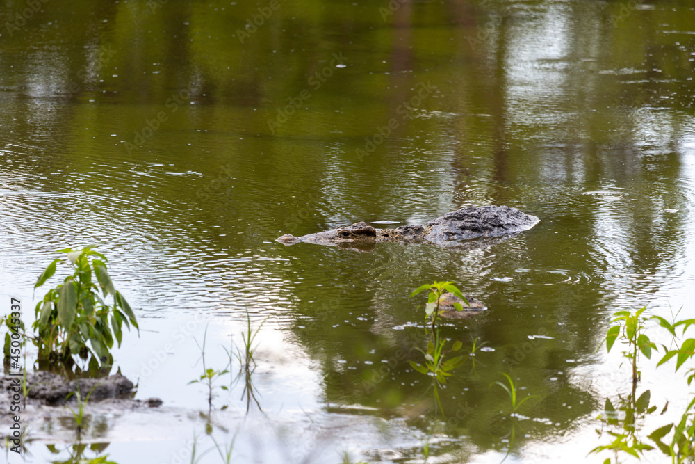 huge crocodiles on a crocodile farm close up huge crocodiles on a crocodile farm close up