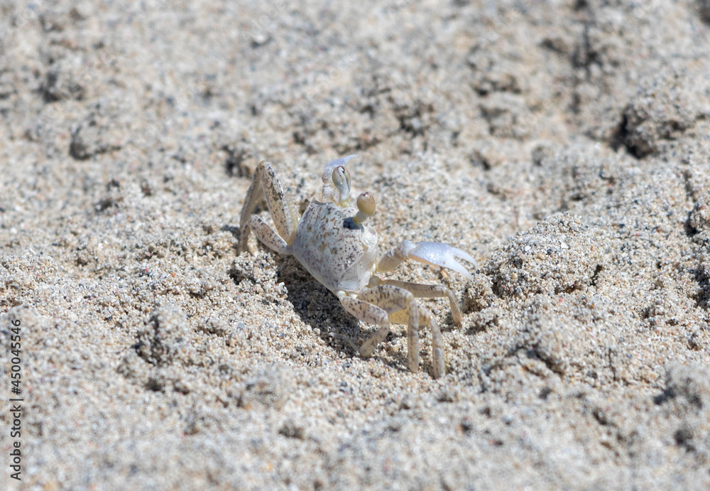 Small crab on the sand close up
