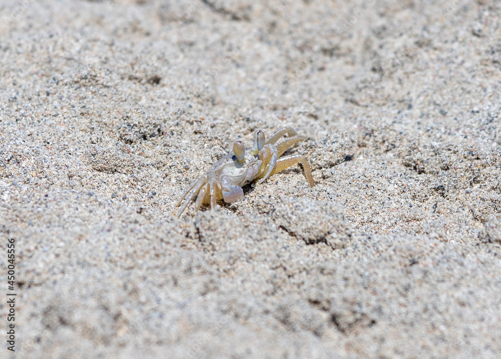 Small crab on the sand close up