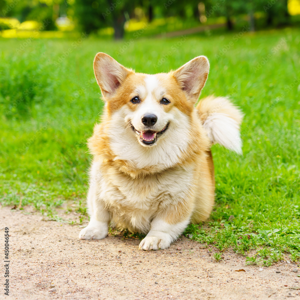 Portrait of beautiful and active purebred Welsh Corgi sits on green grass against background of city park looks into camera. Cute obedient dog follows commands. Happy domestic pets concept Portrait of beautiful and active purebred Welsh Corgi sits on green grass against background of city park looks into camera. Cute obedient dog follows commands. Happy domestic pets concept