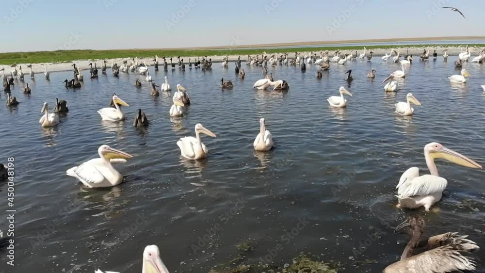 Kalmykia, nature reserve. Pelicans swim with chicks on the lake. Kalmykia, nature reserve. Pelicans swim with chicks on the lake.