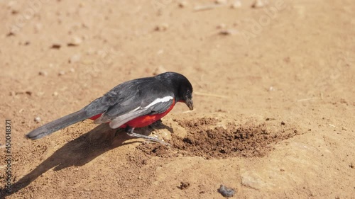 Crimson-breasted shrike eats small ants emerging from nest below sandy ground photo