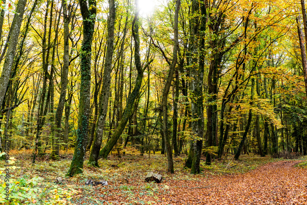 Obraz premium Path through fall forest covered with leaves