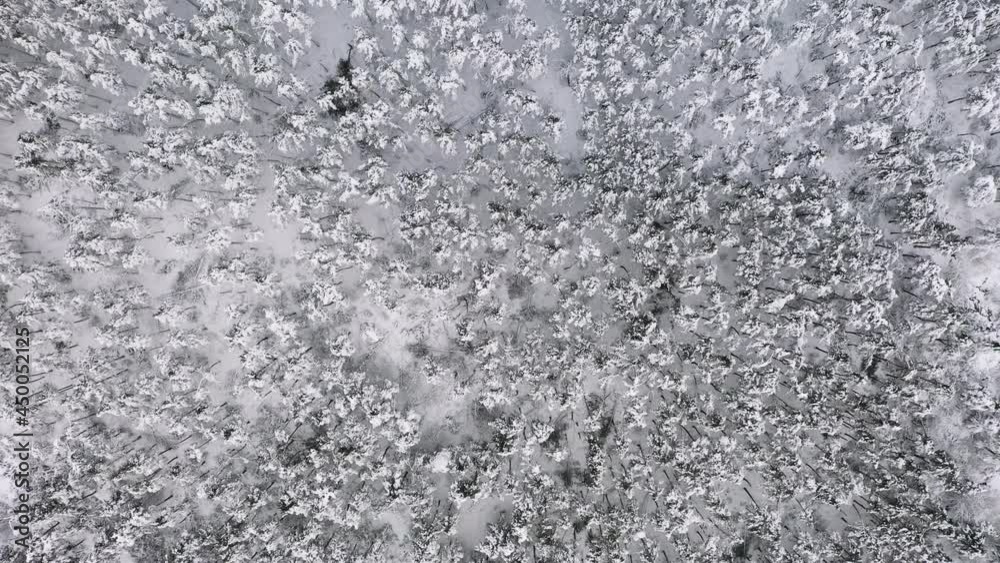 Aerial Top Down Dolly Shot of Coniferous Trees Forest with Snow Cover. Aerial Top Down Dolly Shot of Coniferous Trees Forest with Snow Cover.
