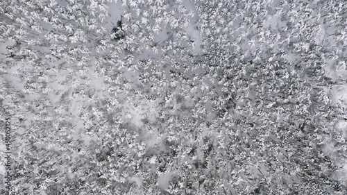 Wallpaper Mural Aerial Top Down Dolly Shot of Coniferous Trees Forest with Snow Cover. Torontodigital.ca