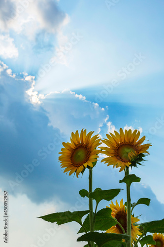 Landscape of Sunflower field on a beautiful beamlight