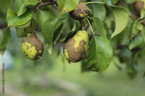 Ugly pear fruits close up. infection of a pear with a fungal disease venturia pirina


