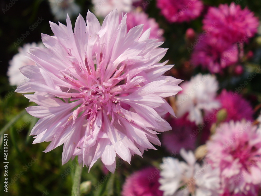 flower flower